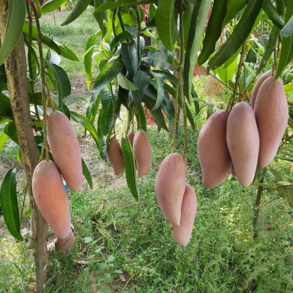 diamondforestsnursery.com